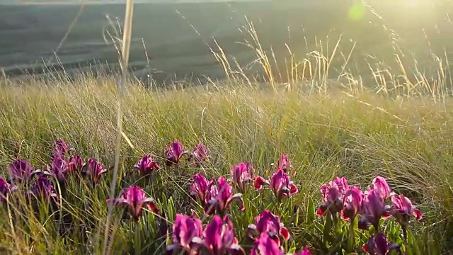 紫丁香野鸢尾的林间空地视频素材