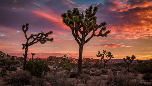 日落约书亚树沙漠景观视频素材