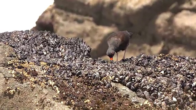 加利福尼亚红木国家公园的假克拉马斯湾视频下载
