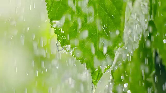 大雨移动树叶视频素材