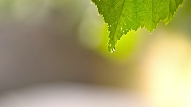 水滴从树叶上滴下视频素材