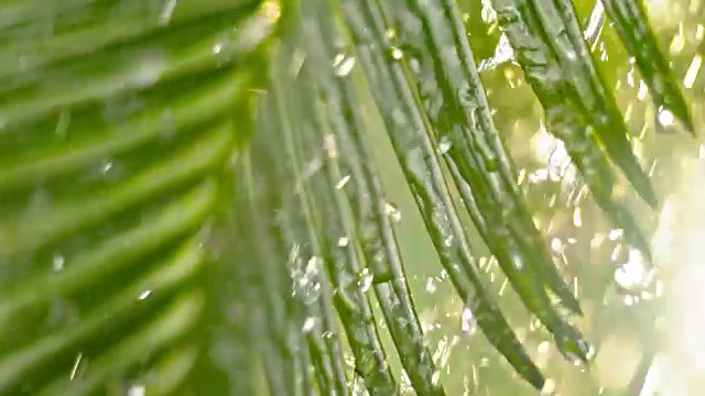 雨重重地落在棕榈叶上视频素材