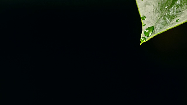 水滴从光滑的叶子上落下视频素材