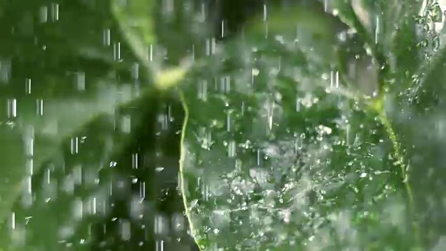 雨落在绿色的树叶上视频素材