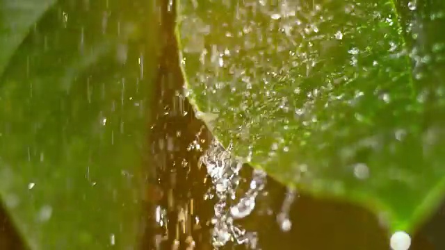 在夏季大雨中蜡状的叶子视频素材