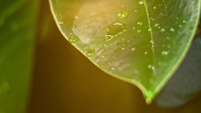 雨点落在湿润的叶子上视频素材