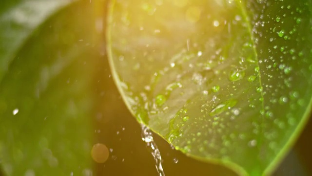 SLO MO夏日雨中的蜡状绿叶视频下载