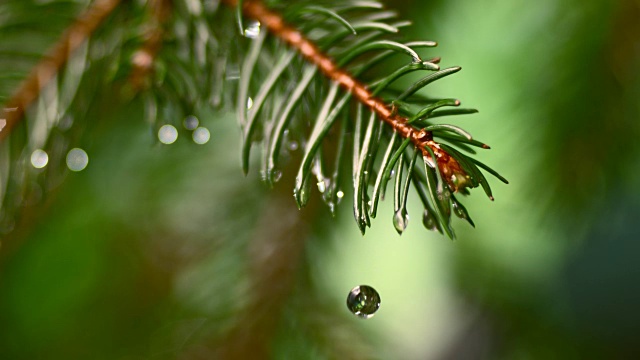 水滴落在杉叶上视频素材