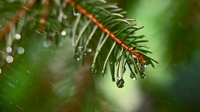 雨滴从冷杉树叶上落下视频素材