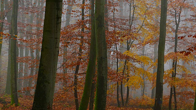 林地里秋天的树叶视频素材