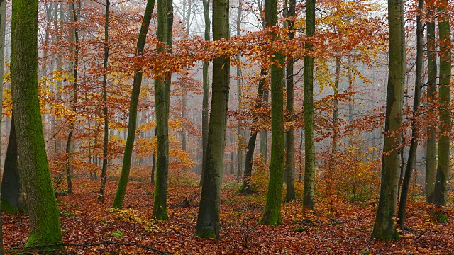 林地里秋天的树叶视频素材