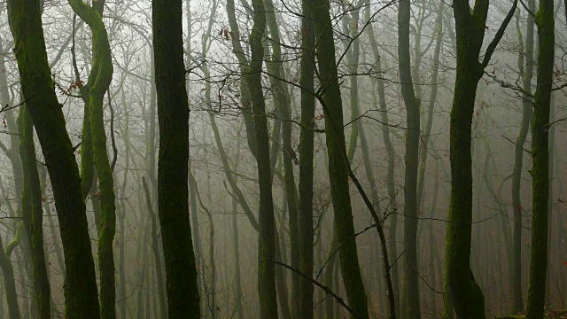 林地中的晨雾视频素材