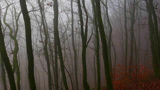 林地中的晨雾视频素材