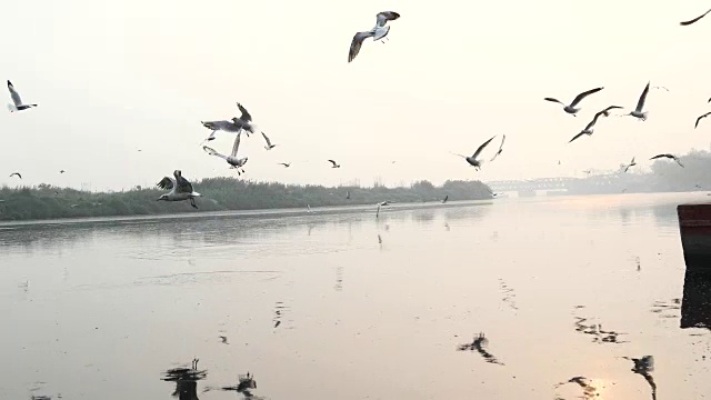 海鸥在河上飞翔视频下载