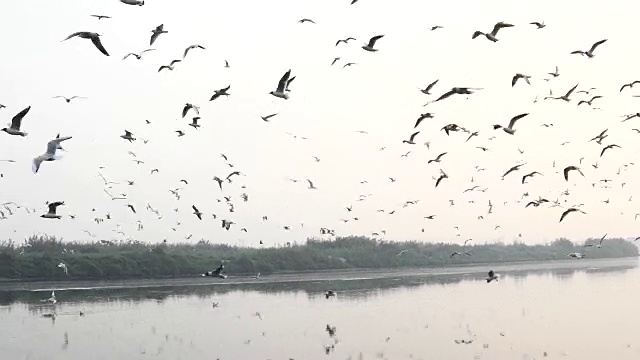 海鸥在河上飞翔视频素材