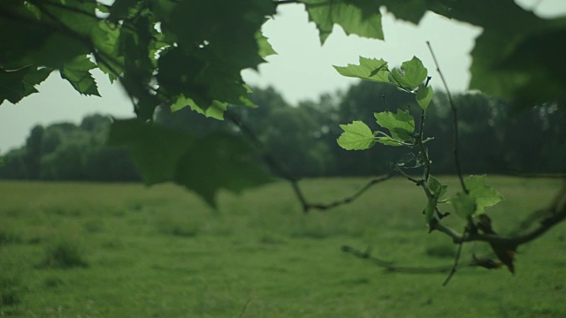 这是英国剑桥市斯陶尔桥公园的特写镜头，拍摄的是一棵挂满绿叶的树枝。视频素材