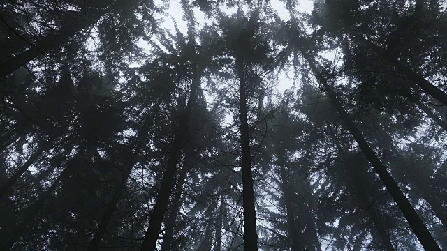 针叶林中阴郁的心情视频素材