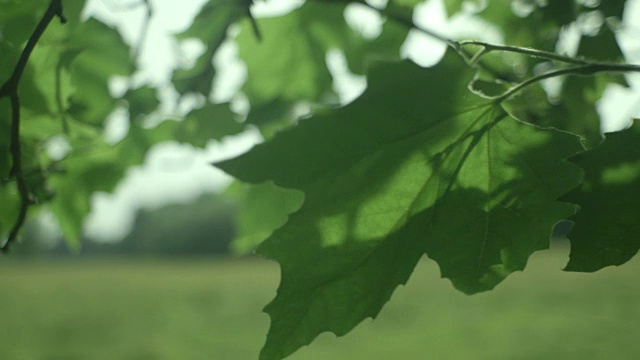 近距离拍摄的一个宽阔的绿叶坐落在斯陶尔桥公共树在和风中摇曳，剑桥，英国。视频素材