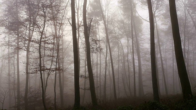 秋林中的雾视频素材