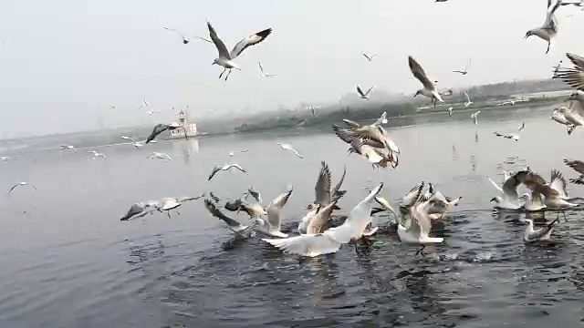 海鸥在河上飞翔视频素材