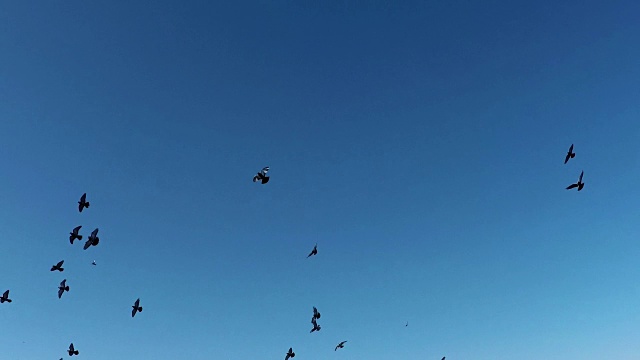 一群鸽子在蓝天上飞翔视频下载