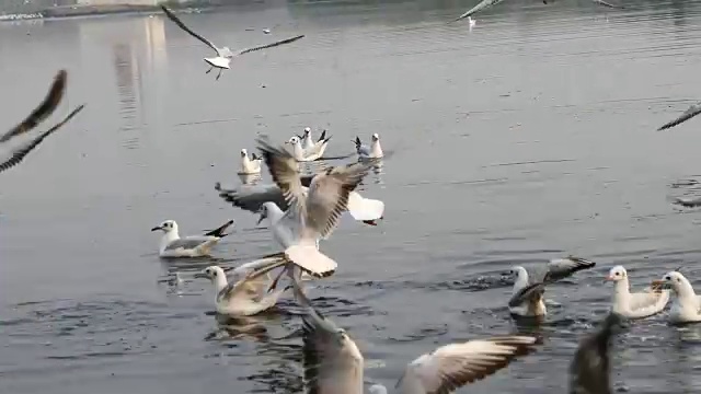 海鸥在河上飞翔视频下载