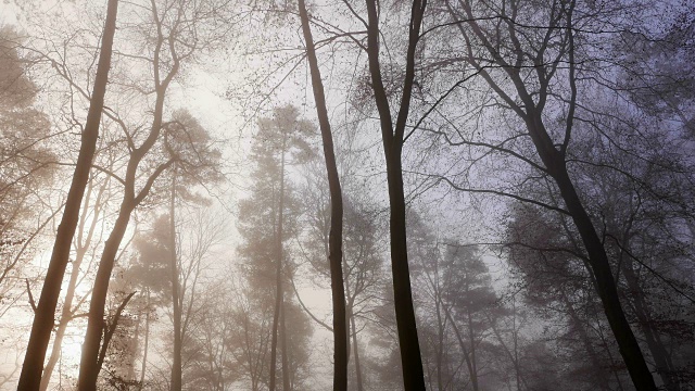 秋林中的雾视频素材