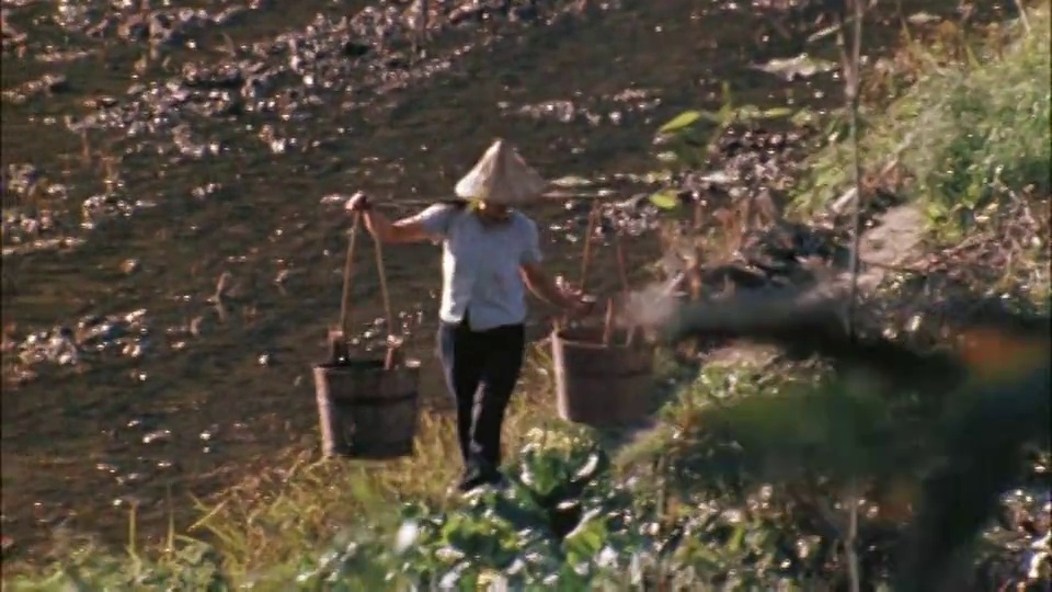 一个农民在稻田里用水牛拉着犁;农民用轭扛着水桶;水轮转动。视频下载