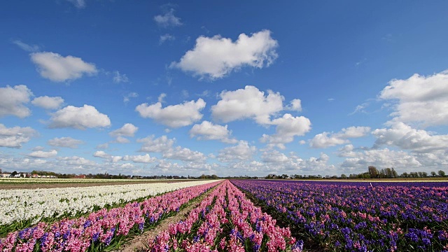 荷兰南荷兰，希勒戈姆，博伦斯特莱克，彩色的风信子春天的花田视频下载