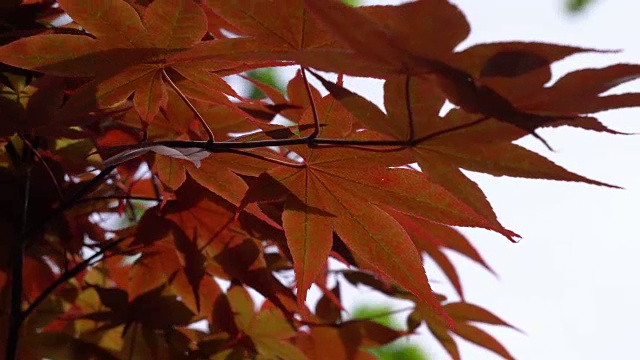 微风中的枫树叶视频素材