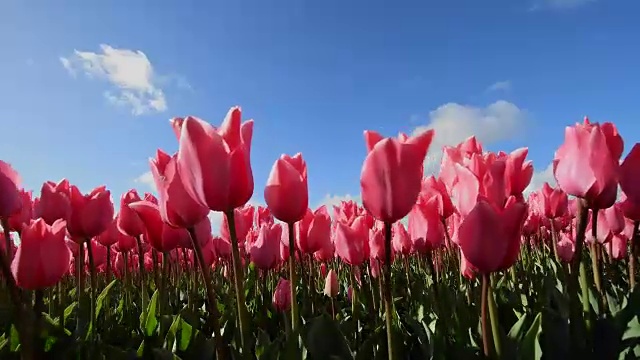 粉色郁金香，春天的天空，南荷兰，Lisse Bollenstreek视频素材