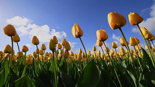 春天，黄色的郁金香和蓝天。荷兰南荷兰视频下载
