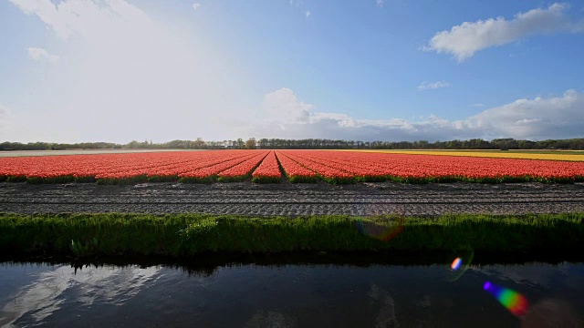 荷兰南荷兰，Lisse, Bollenstreek，色彩缤纷的郁金香田，春天的水道视频下载