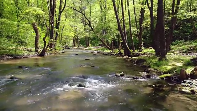 森林之春视频素材