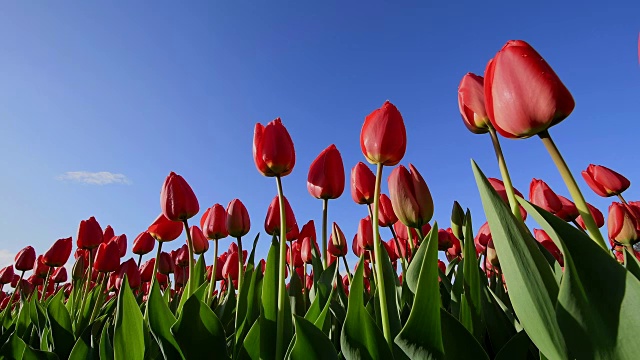 春天，红色郁金香与蓝天。荷兰南荷兰视频素材
