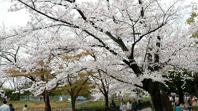日本的4k樱花季视频下载