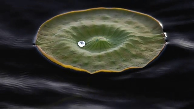 在漂浮的睡莲叶上跳舞的水滴视频下载