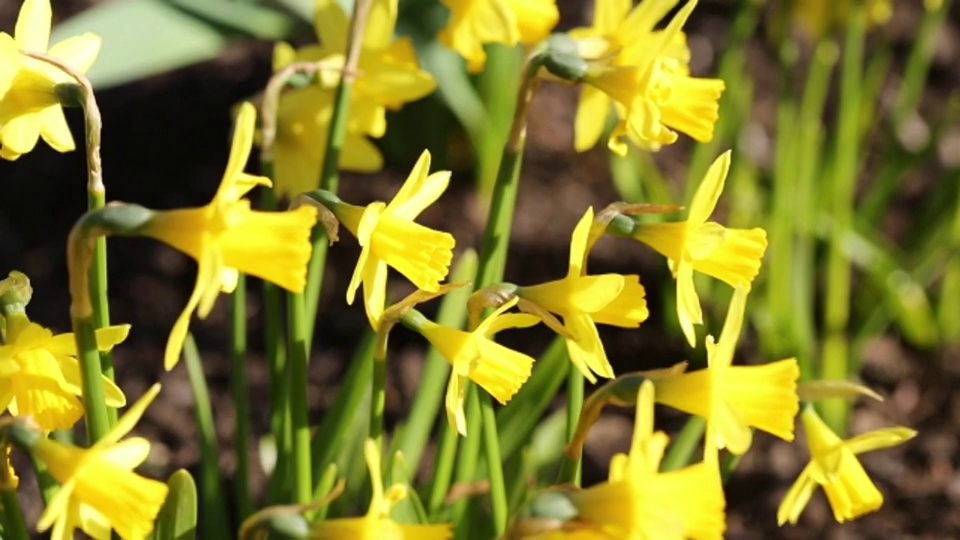 野生水仙花生长在朵拉的田里，在Rydal，湖区，英国。“朵拉庄园”是威廉·华兹华斯为他的妹妹买下的。视频素材