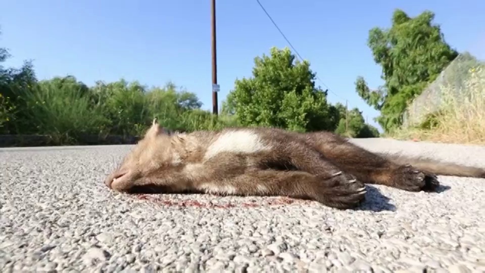 希腊勒斯沃斯斯的斯卡拉埃雷苏，一只山毛榉貂在路上被杀。视频下载