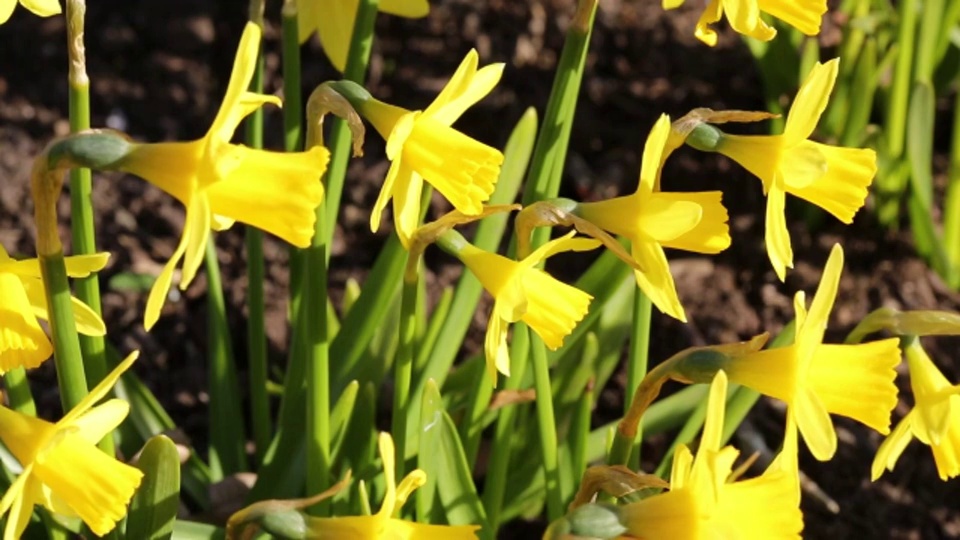 野生水仙花生长在朵拉的田里，在Rydal，湖区，英国。“朵拉庄园”是威廉·华兹华斯为他的妹妹买下的。视频素材