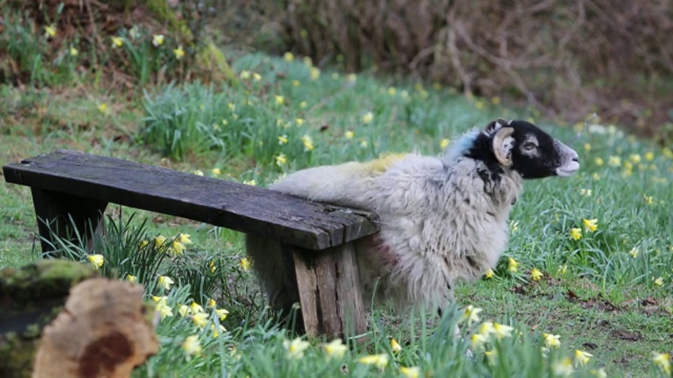 英国湖区瑞达尔朵拉的田野里，一只羊在野生水仙花中抓挠。视频素材