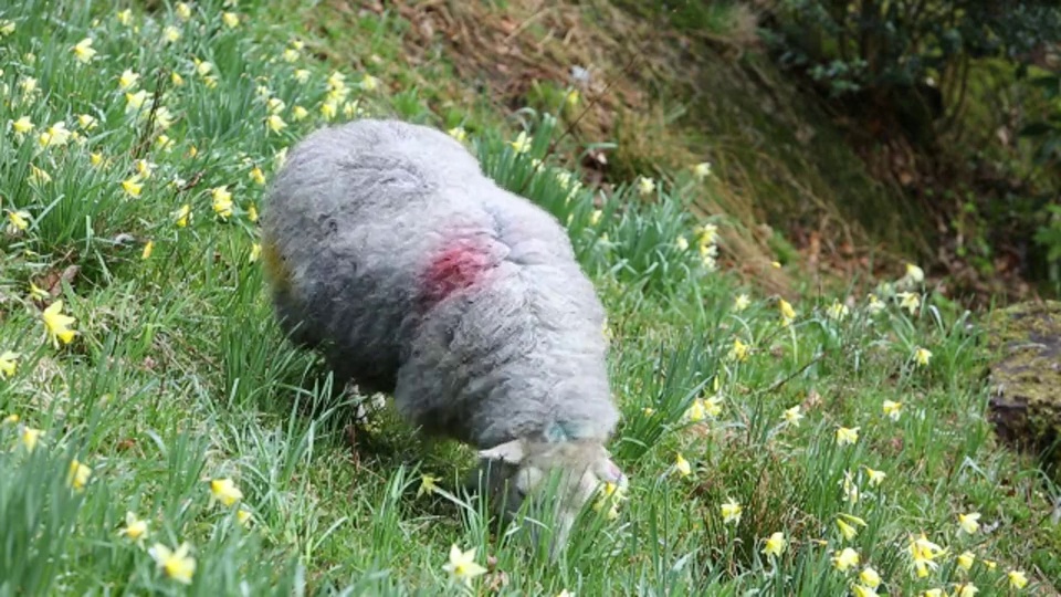 英国湖区瑞达尔朵拉田间的羊在吃野生水仙花。视频下载