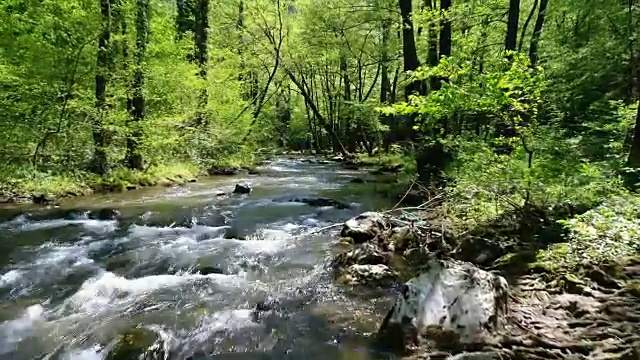 森林河流，绿色自然视频素材
