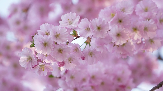 在春天关闭樱花的枝条，樱。巴伐利亚,德国。视频素材