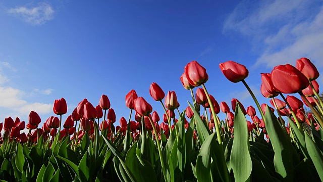 春天，红色郁金香与蓝天。荷兰南荷兰视频素材