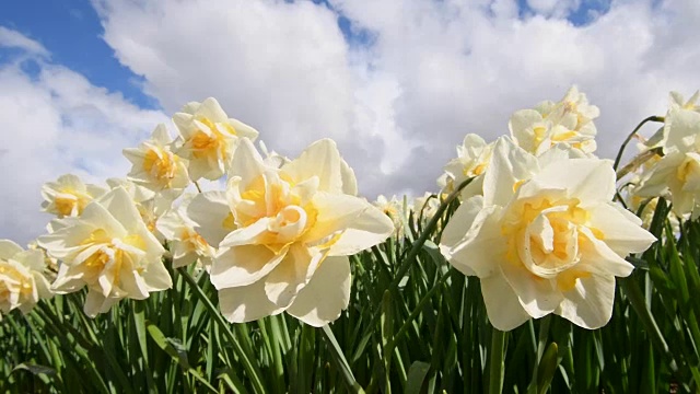 荷兰南荷兰的春水仙花视频下载