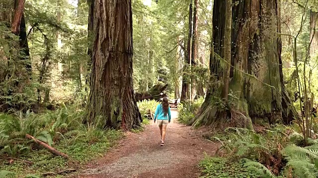 女徒步旅行者探索古老的生长森林红杉国家公园加利福尼亚视频下载