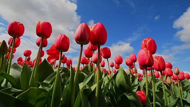 春天，红色郁金香与蓝天白云。荷兰南荷兰视频素材