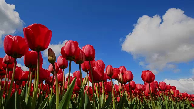 春天，红色郁金香与蓝天白云。荷兰南荷兰视频素材