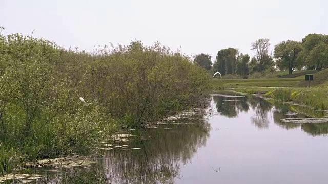 白鹭飞过沼泽视频下载